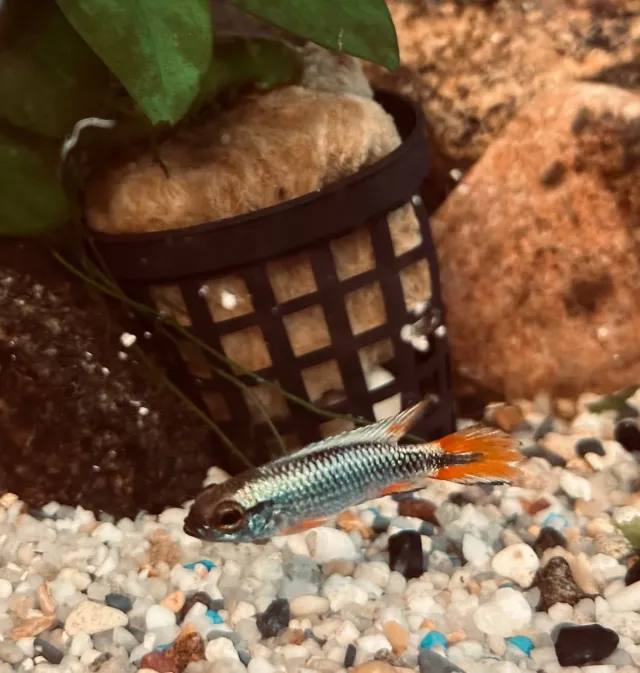 Näsets Ciklidhobby Apisto agassizii Blue Flame dvärgciklid