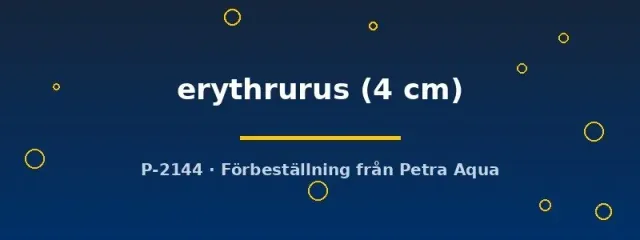 Näsets Ciklidhobby Aphyocharax erythrurus 4 cm tetra