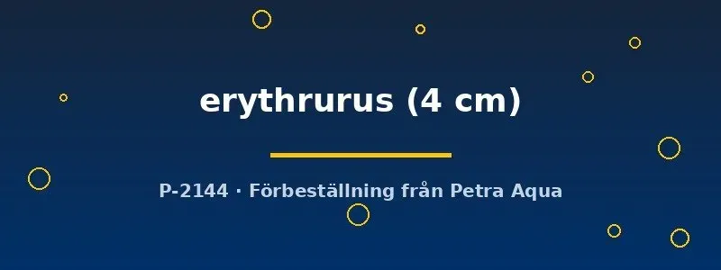 Näsets Ciklidhobby Aphyocharax erythrurus 4 cm tetra