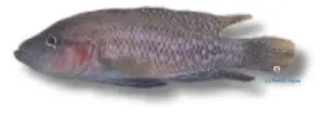 Näsets Ciklidhobby Mottly Lamprologus 5,5-6cm ciklid