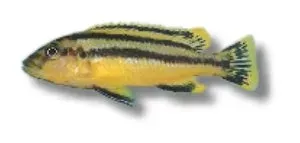 Melanochromis chipokae mbuna ciklid 6–7 cm