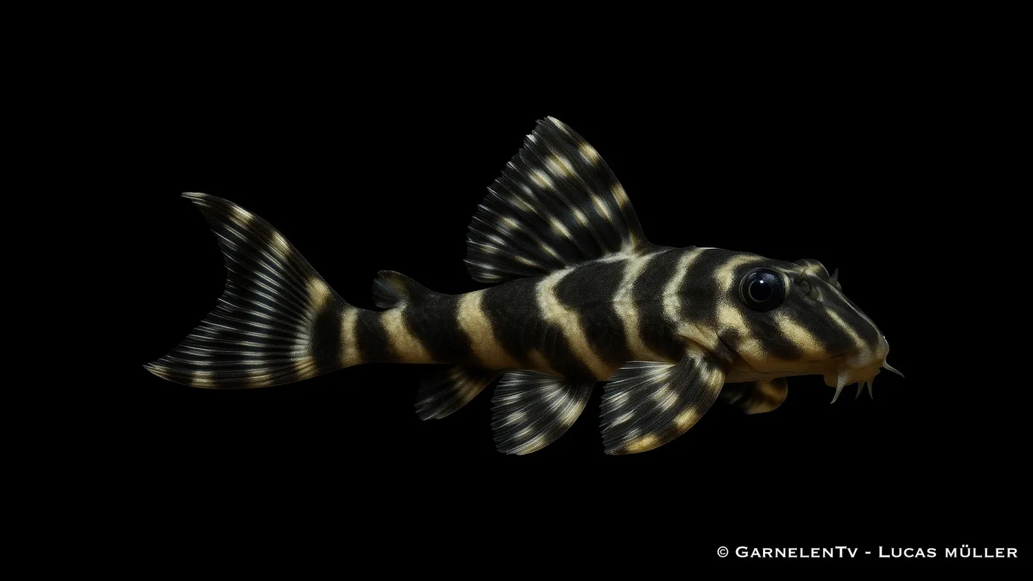 Garnelen TV L129 Hypancistrus debilittera zebramal 8–10 cm