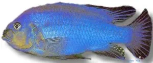 Näsets Ciklidhobby Pseudotropheus wiliamsi malawiciklid XL