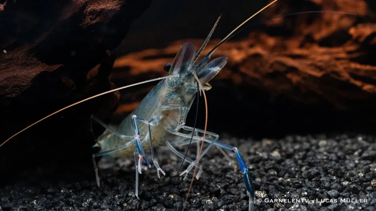 Garnelen TV Macrobrachium rosenbergii jätteräka blå