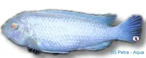 Pseudotropheus Pindani Albin ciklid 4–5 cm ljus