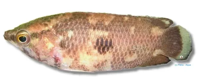 Näsets Ciklidhobby Ctenopoma oxyrhynchum fisk 3,5–4,5 cm
