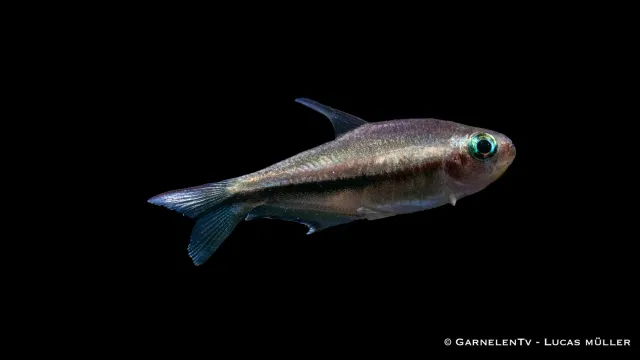 Garnelen TV Regnbågstetra Nematobrycon lacortei stimfisk