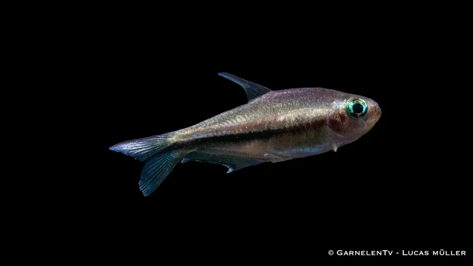 Garnelen TV Regnbågstetra Nematobrycon lacortei stimfisk