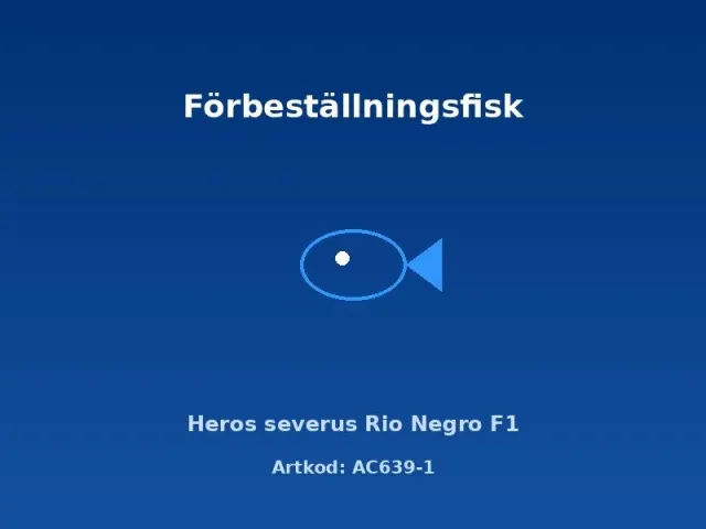 Heros severus Rio Negro F1 ciklid 4–5 cm lugn