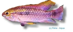 Näsets Pulchra red tail F1 dvärgciklid 3–4 cm hane