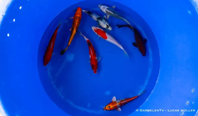 Garnelen TV Koi B Cyprinus Carpio koi 20-25 cm damm