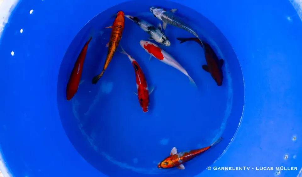 Garnelen TV Koi B Cyprinus Carpio koi 20-25 cm damm