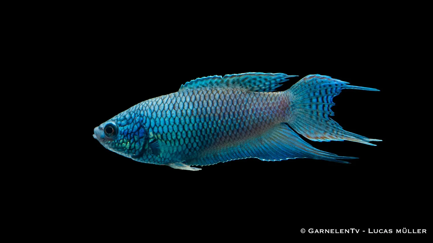 Garnelen TV Svart Royal Blue Macropodus spechti makropod 6–8 cm