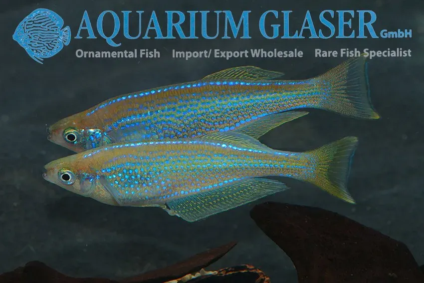 Lamprichthys tanganicanus killi 4–6 cm tanganyika