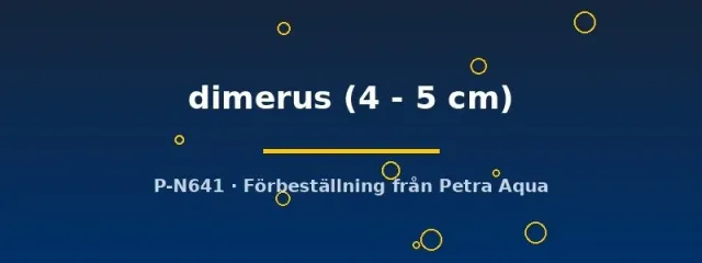 Näsets Cichlasoma dimerus ciklid 4–5 cm sydamerikansk