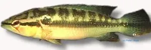 Crenicichla lepidota gäddciklid 6–7 cm rovfisk