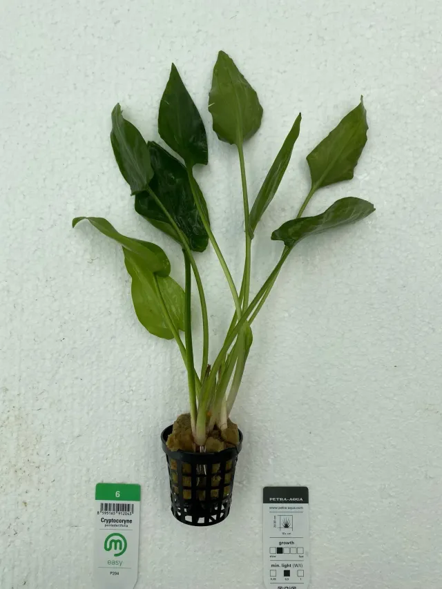 Näsets Ciklidhobby Cryptocoryne pontederiifolia växt Easy6