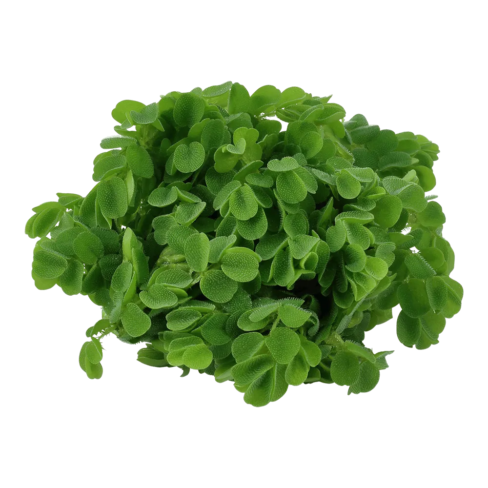 Akvarievalvet Salvinia auriculata flytväxt