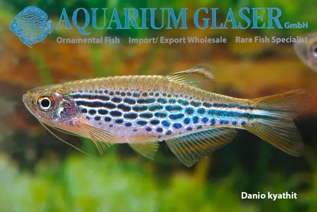 Näsets Ciklidhobby Danio kyathit wild stimfisk lg