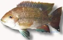 Näsets Ciklidhobby Redbreast Tilapia ciklid 6–7 cm