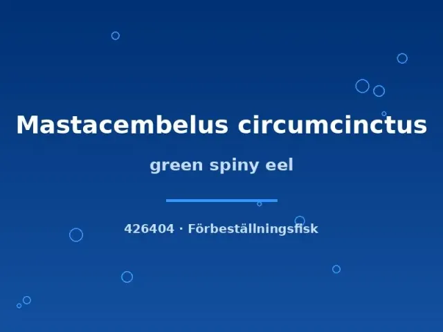 Näsets Ciklidhobby Mastacembelus circumcinctus ål 10-12 cm nattaktiv