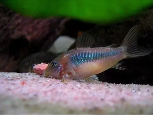 Corydoras aeneus metallpansarmal 4–5 cm stim