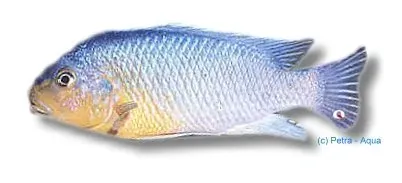 Näsets Ciklidhobby Petrotilapia tridentiger akvariefisk 4–5 cm
