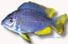 Näsets Ciklidhobby Haplochromis borleyi yellow fin 4-5 cm ciklid