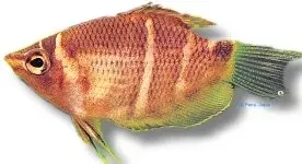 Näsets Ciklidhobby Sphaerichthys osphromenoides gurami 3-4 cm