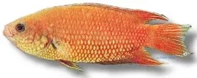 Belontia Comb-Tail signata paradisfisk 6–8 cm
