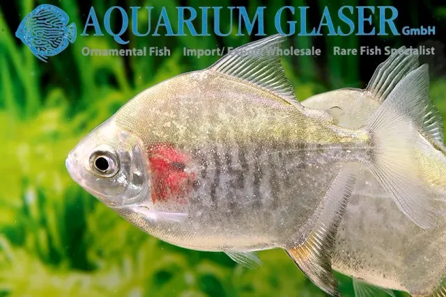 Mylesinus paucisquamatus tetra 6–8 cm storvuxen