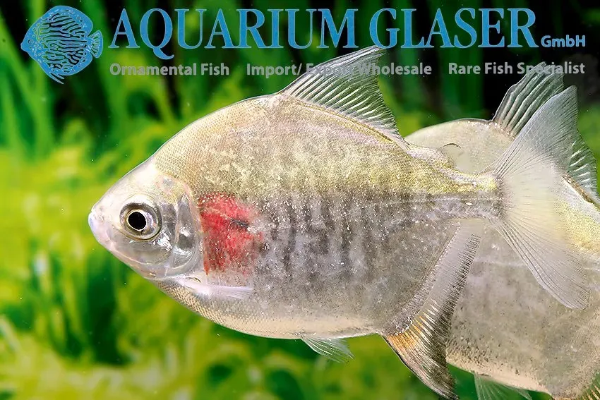 Mylesinus paucisquamatus tetra 6–8 cm storvuxen
