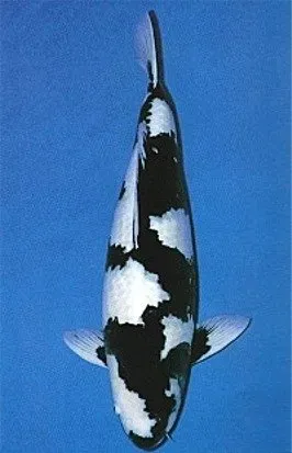 Cyprinus carpio koi shiro utsuri dammfisk 8–11 cm