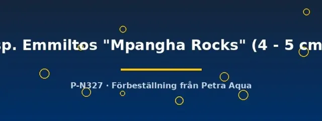 Näsets Metriaclima Emmiltos Mpangha Rocks ciklid 4–5 cm