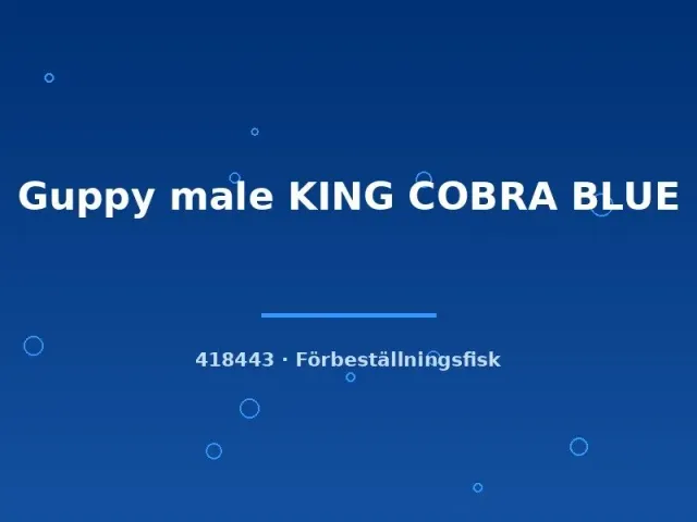 Guppy King Cobra Blue hane lg akvariefisk