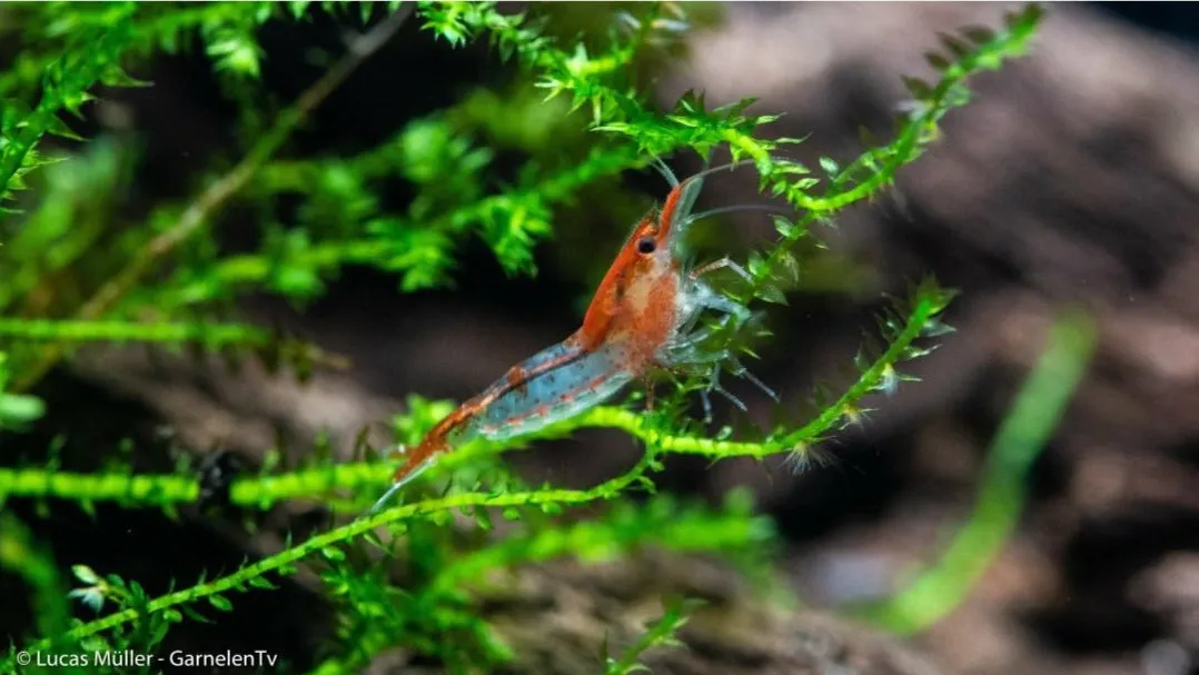 Garnelen TV Neocaridina Red Rili räka röd-vit Kohaku