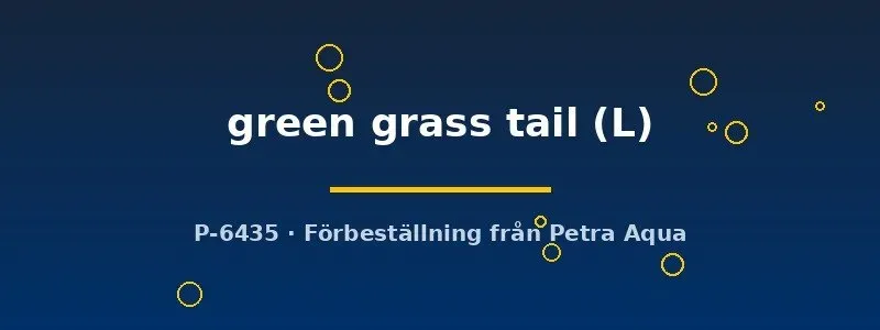 Poecilia reticulata green grass tail guppy hona L