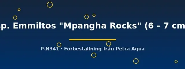 Metriaclima Mpangha Rocks malawiciklid 6-7 cm