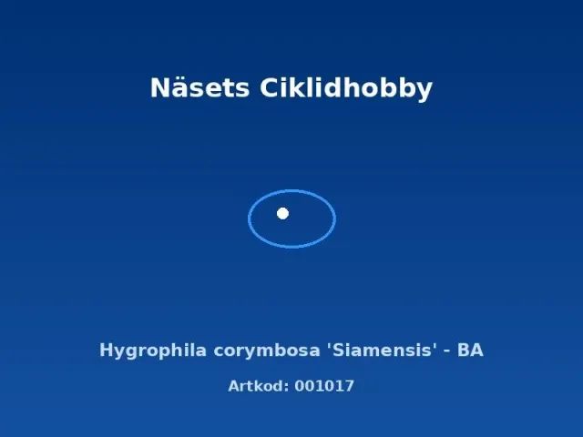 Näsets Ciklidhobby Hygrophila Siamensis BA akvarieväxt