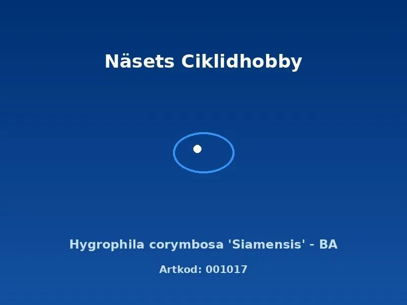 Näsets Ciklidhobby Hygrophila Siamensis BA akvarieväxt