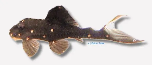 Näsets Ciklidhobby L204 sugmal 7–10 cm panaque