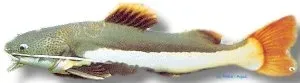 Näsets Ciklidhobby Redtail yellow tail mal 8–10 cm rov