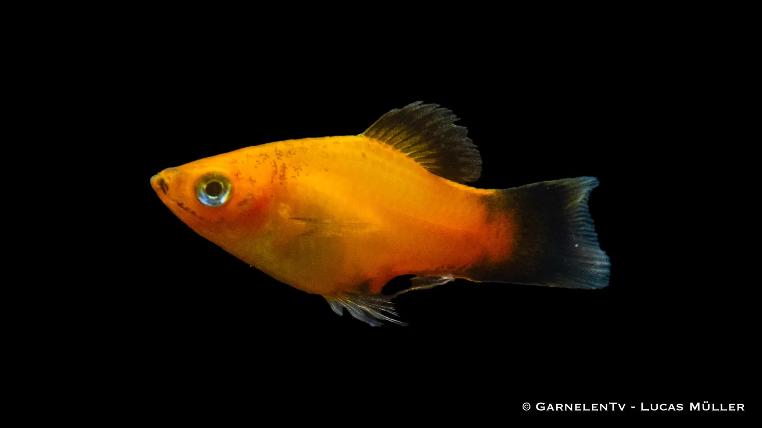 Garnelen TV Deutschland Platy Xiphophorus maculatus platy