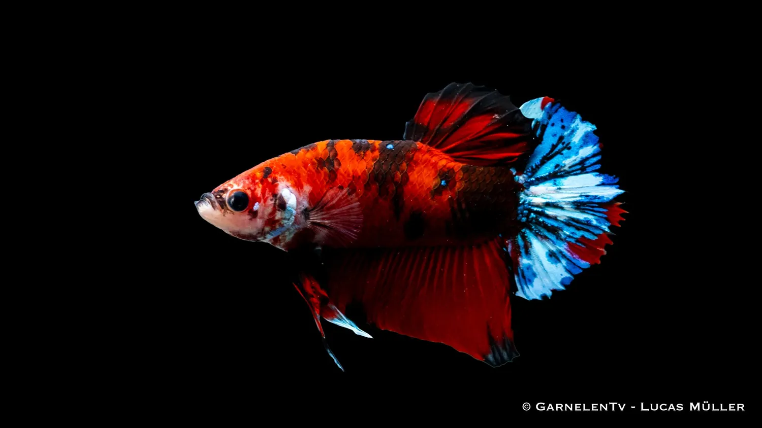 Garnelen TV Koi Plakat kamphane Betta splendens fisk