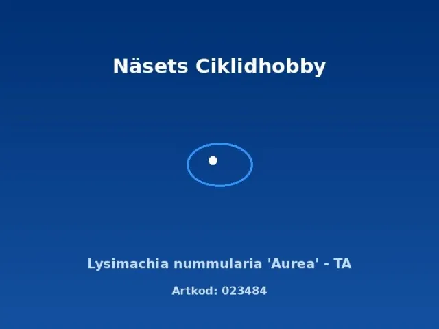 Näsets Lysimachia nummularia Aurea akvarieväxt TA
