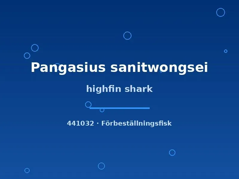 Näsets Ciklidhobby Highfin Shark hajmal 5–7 cm jätteväxande