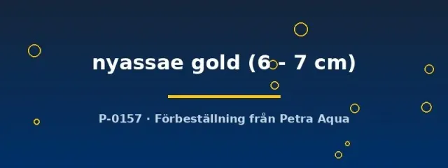 Aulonocara nyassae gold gul ciklid 6–7 cm