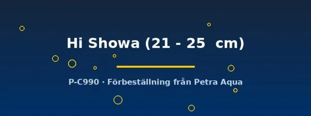 Koi Hi Showa 21–25 cm dammfisk vit-röd-svart