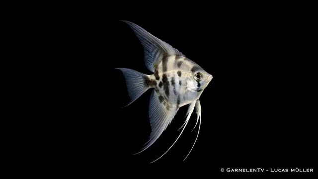 Garnelen TV Rök-Zebra Pterophyllum scalare skalar