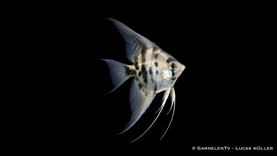 Garnelen TV Rök-Zebra Pterophyllum scalare skalar